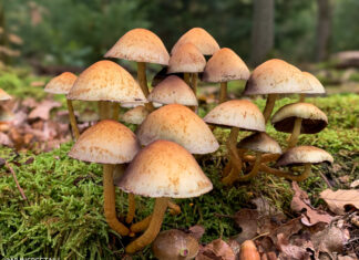 Paddenstoelenexcursie naar het Zandenbos bij het “Ronde Huis” in Nunspeet