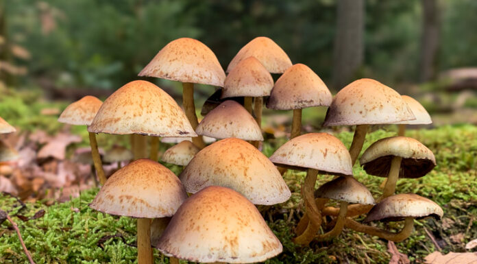 Paddenstoelenexcursie naar het Zandenbos bij het “Ronde Huis” in Nunspeet