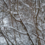 Wees alert op afbrekende takken in natuurgebieden