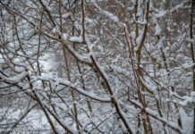 Wees alert op afbrekende takken in natuurgebieden