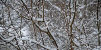 Wees alert op afbrekende takken in natuurgebieden