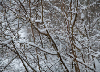Wees alert op afbrekende takken in natuurgebieden