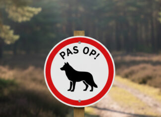 Wolf in het bos? Laat je niet beetnemen