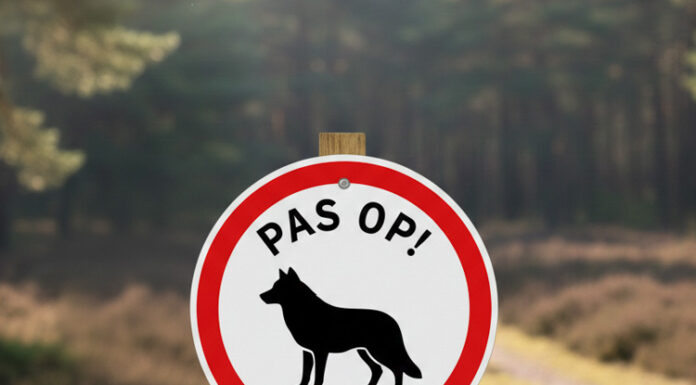 Wolf in het bos? Laat je niet beetnemen
