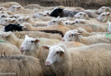 Gemeente onderzoekt nieuwe schaapskooi in Elspeet