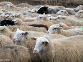 Gemeente onderzoekt nieuwe schaapskooi in Elspeet