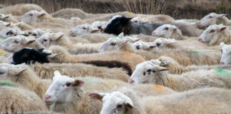 Gemeente onderzoekt nieuwe schaapskooi in Elspeet