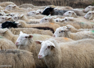 Gemeente onderzoekt nieuwe schaapskooi in Elspeet