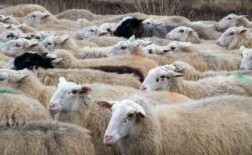 Gemeente onderzoekt nieuwe schaapskooi in Elspeet