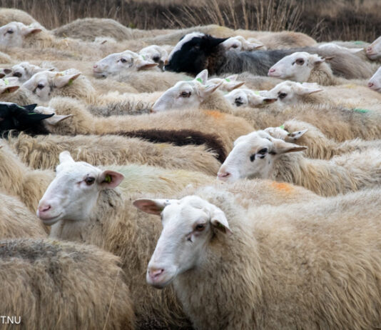 Gemeente onderzoekt nieuwe schaapskooi in Elspeet