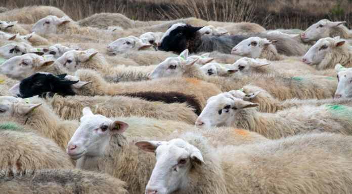 Gemeente onderzoekt nieuwe schaapskooi in Elspeet