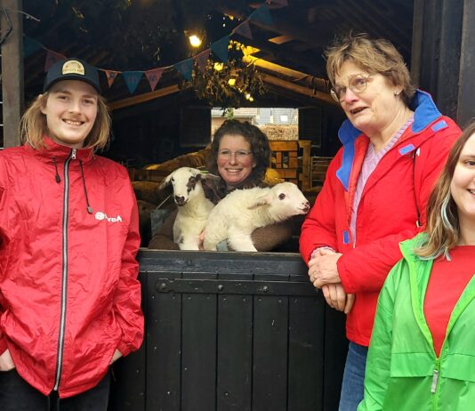 PvdA GroenLinks Nunspeet adopteert lammetjes ‘Dien’ en ‘Michel’: Een eerbetoon aan politieke iconen